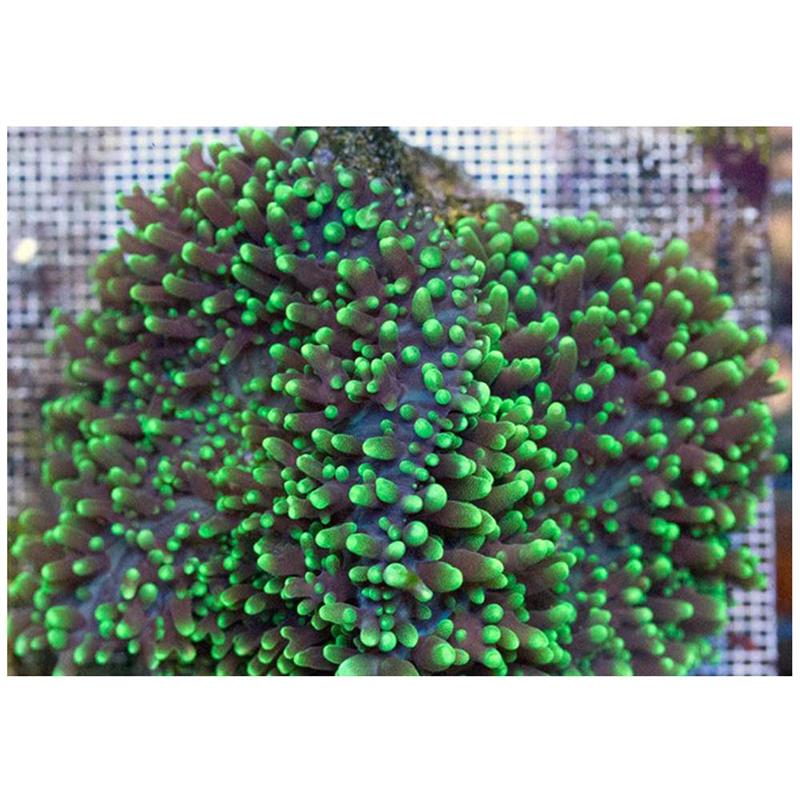 Coral Ciuperca Rhodactis (verde metalic) - imagine 3